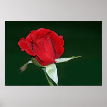 Don Juan Rose auf der Leinwand, redigiert Plakate