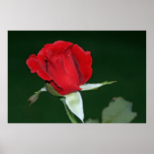 Don Juan Rose auf Leinwand Plakate
