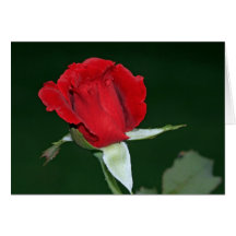 Don Juan Rose nach einer Regen-Karte