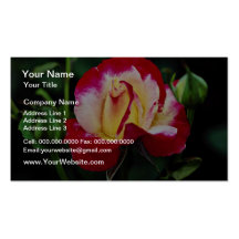 Doppelte Freuden-hybrider Tee-Rose "Andeli" weißer Visitenkarten Vorlagen