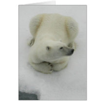 Dösender Eisbär Grußkarte