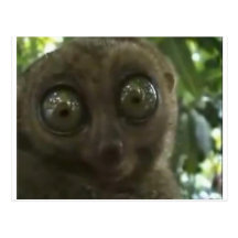Drastischer Lemur Postkarte