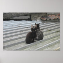 Drei niedliche Kätzchen auf Treppe Plakat