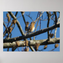 Drossel Plakatdruck