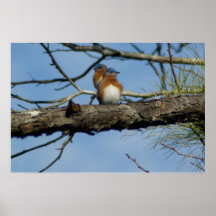 Drossel Poster