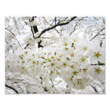 Druck der Kirschblüten-12 Kunstfotos