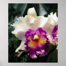 Druck der Zuckerwatte-Orchideen-V Plakatdruck