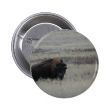 DSC_2076-Buffalo Anstecknadelbuttons