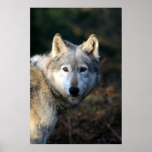 Duma der Wolf Posterdrucke