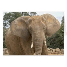 Dumbo Karte