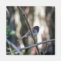 Dunkel-mit Augen Junco auf Niederlassung Kühlschrankmagnet