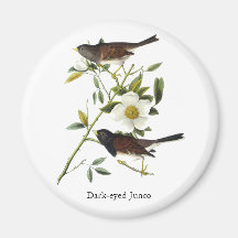 Dunkel-mit Augen Junco - John James Audubon Magnete