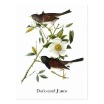 Dunkel-mit Augen Junco - John James Audubon Postkarten