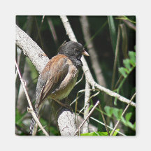 Dunkel-mit Augen Junco Kühlschrankmagnete