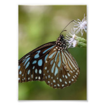 Dunkelblauer Tiger-Schmetterling (Tirumala Septent Photo