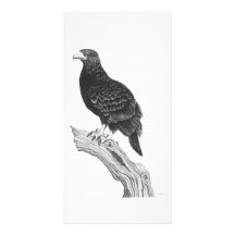 Eagle - Foto-Karte Photo Grußkarte
