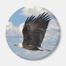 Eagle im Himmel magnete