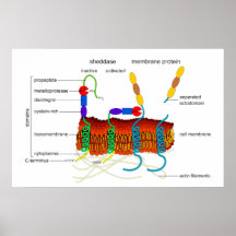 Ectodomain, das Diagramm ADAMS Metalloprotease ver Plakate