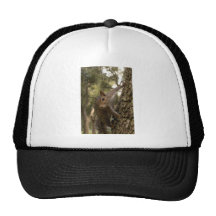Eichhörnchen Baseball Mütze