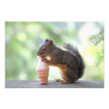Eichhörnchen, das eine Eistüte isst Foto Druck