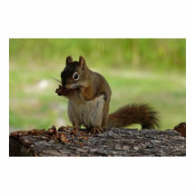 Eichhörnchen, das Kegel isst Fotostatue