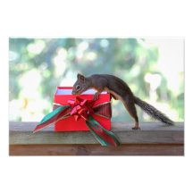 Eichhörnchen-Öffnungs-Weihnachtsgeschenk Kunst Foto