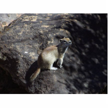 Eichhörnchen-Tier Fotoskulpturen