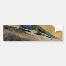 Eidechsen-blaue Bauch-Skalen Autosticker