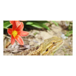Eifriger bärtiger Drache Foto Karten