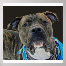 Ein amerikanisches Bulldoggen-Plakat/ein Druck