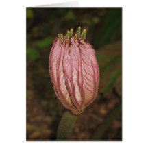 Ein Blatt werden! Grußkarten