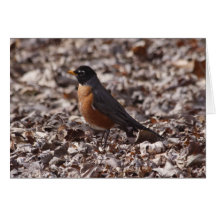 Ein Frühling Robin Grußkarten