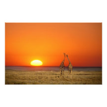 Ein Giraffenpaar geht in den Sonnenuntergang, here Kunstphotos