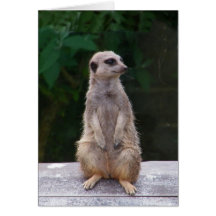 Ein niedliches Meerkat Karte