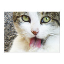 EIN SCHÖNER CAT GALERIE FALT LEINWAND