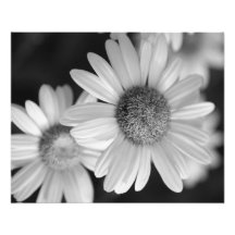 Ein Schwarzweiss-Foto einer Blume