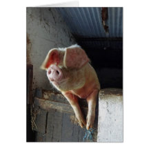 Ein sehr glückliches Schwein, Cornwall 2012 Grußkarten