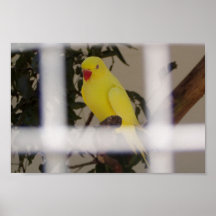 Ein sehr schöner reiner gelber Papagei mit roter S Plakat