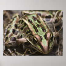 Ein südlicher Leopard-Frosch Posterdrucke