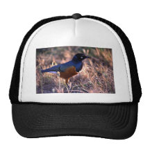 Ein Vogel strahlt Sonne des Blaus morgens aus Retrokappe