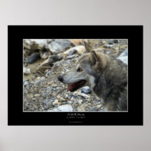 Ein WOLF-STUDIE Foto-Plakat