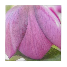 Eine perfekte Hellebore-Knospe Fliesen