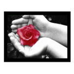 Eine Rose in der Hand 2 Postkarten