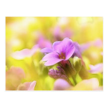 Eine Single-lila Felsen-Kresse-Blume Postkarte