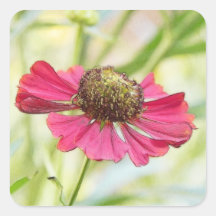 Eine Singlerote Helenium-Blüte Quadratsticker