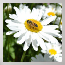Einfachheits-Gänseblümchen-Plakat