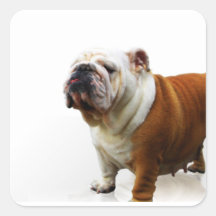 Eingebildete Bulldoggen-Aufkleber