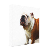 Eingebildeter Bulldoggen-Leinwand-Druck Leinwand Druck