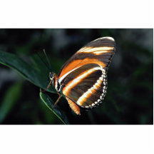Eingebrannter orange Schmetterling, Zentrale und S Fotostatue