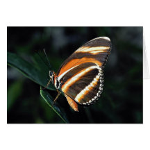 Eingebrannter orange Schmetterling, Zentrale und S Grußkarte